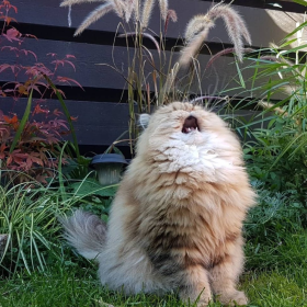 猫猫 插画 VS 现