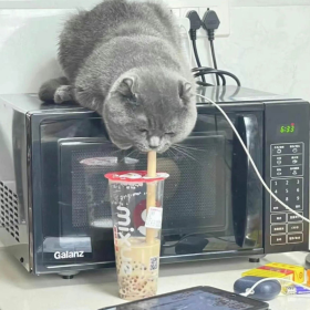 猫猫 插画 VS 现