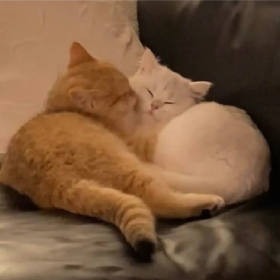 猫猫 插画 VS 现