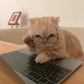 猫猫 插画 VS 现