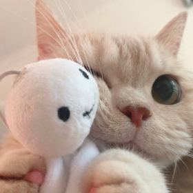 猫猫 插画 VS 现