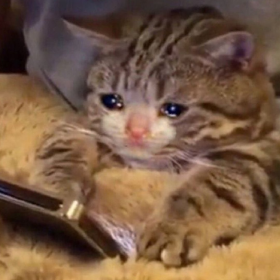 猫猫 插画 VS 现