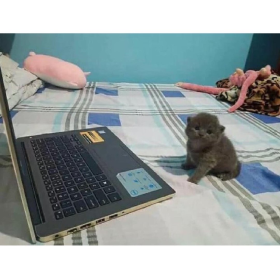 猫猫 插画 VS 现