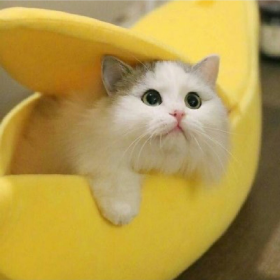 猫猫 插画 VS 现